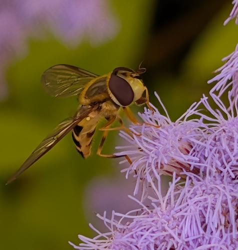 Unknown species found near Cambridge Highlands, Cambridge, MA, USA