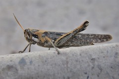 Schistocerca nitens nitens