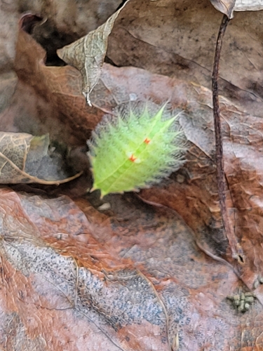 Crowned Slug Moth photo 5