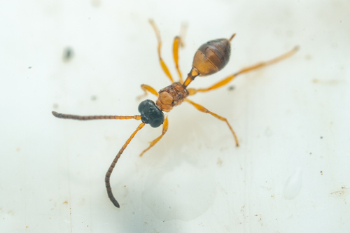 Cremnodes atricapillus