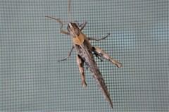 Schistocerca nitens nitens