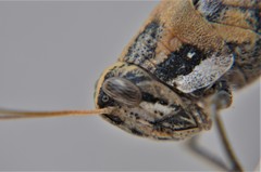 Schistocerca nitens nitens