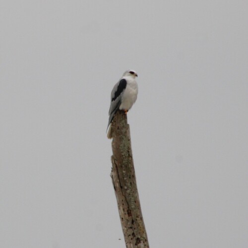 iNaturalist observation photo of White-tailed Kite