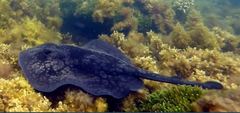 Sinclair's Stingaree photo 4
