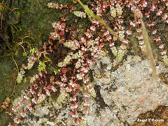 Illecebrum verticillatum