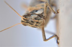 Schistocerca nitens nitens