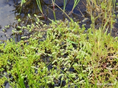 Illecebrum verticillatum