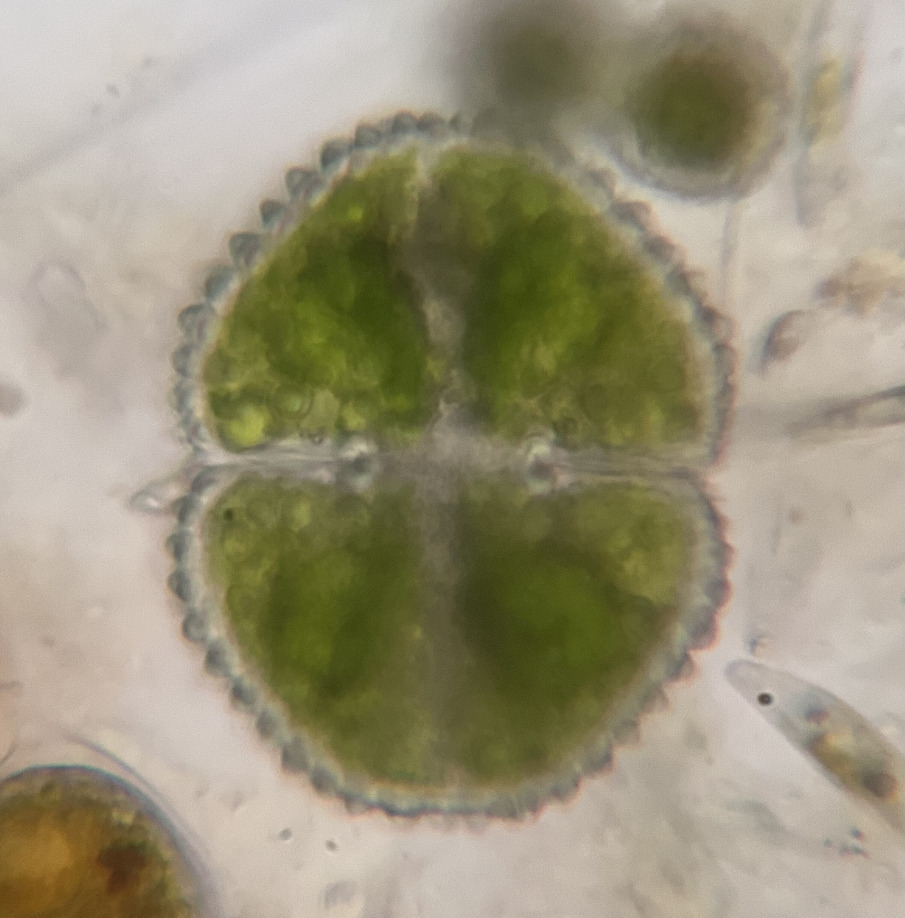 Cosmarium baccatum