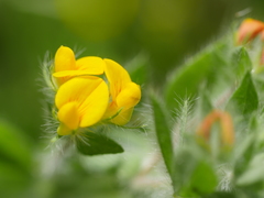 Lotus suaveolens