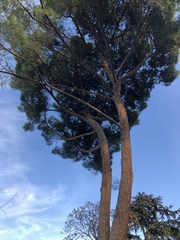 Pinus pinea