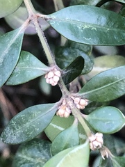 Buxus sempervirens
