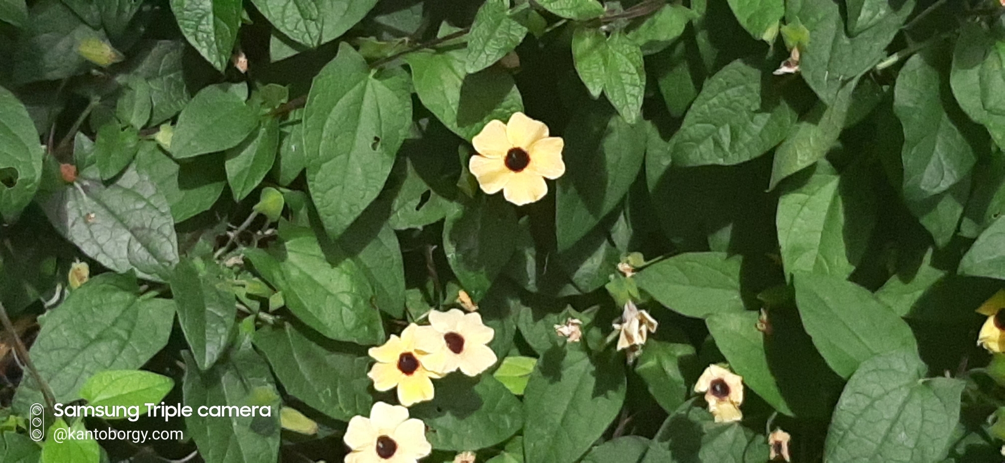 Thunbergia image