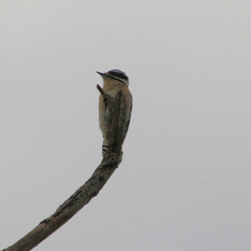 iNaturalist observation photo of Downy Woodpecker