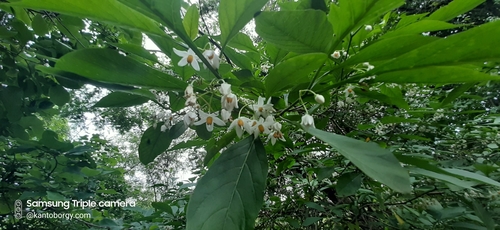 Solanum corumbense