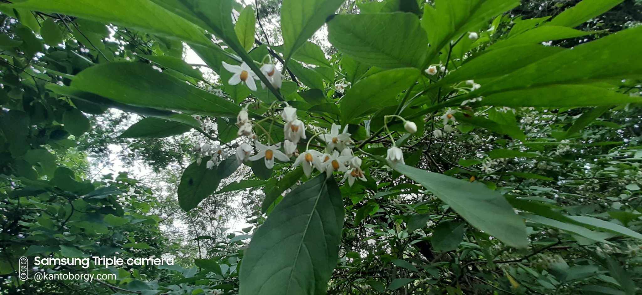 Solanum corumbense image