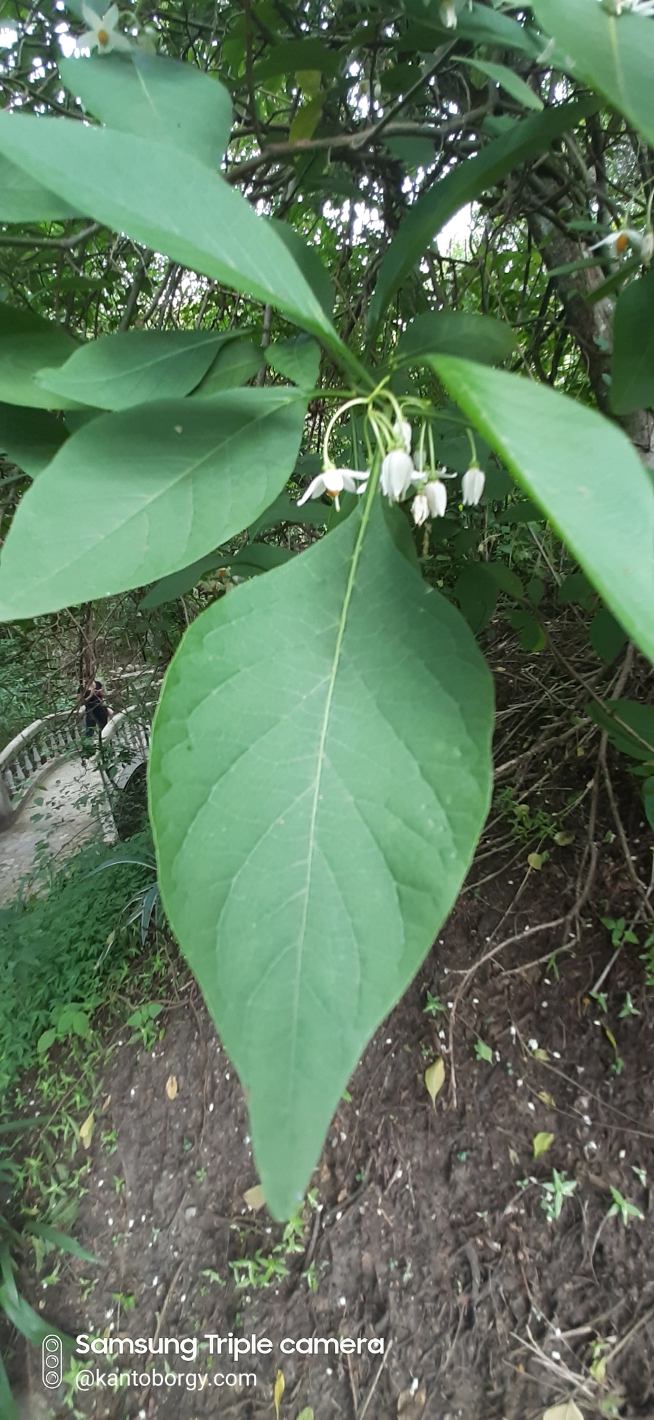 Solanum corumbense image