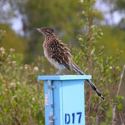 iNaturalist observation photo of Greater Roadrunner