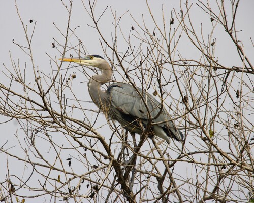 iNaturalist observation photo of Great Blue Heron