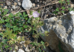Malva setigera