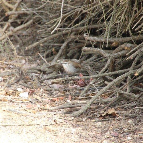 iNaturalist observation photo of Bewick's Wren