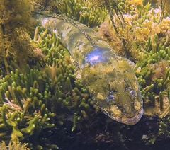 Platycephalus laevigatus