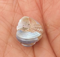 Calliostoma