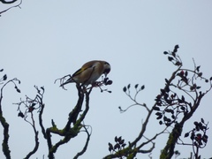 Carduelis carduelis