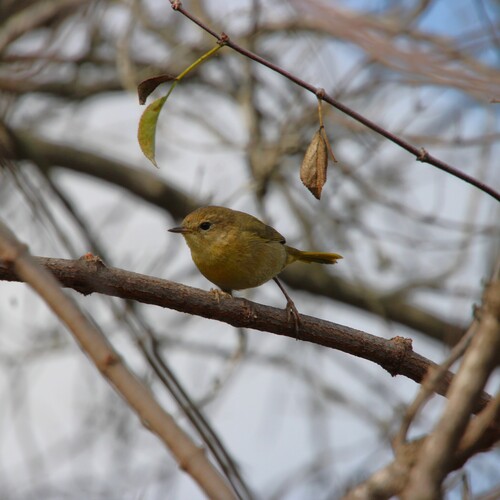 iNaturalist observation photo of Common Yellowthroat
