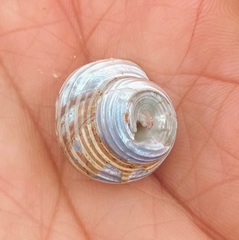 Calliostoma
