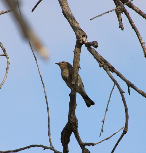iNaturalist observation photo of Yellow-rumped Warbler