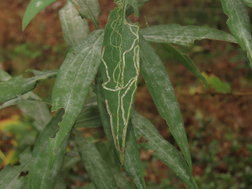 Unknown species found near Monmouth County, US-NJ, US