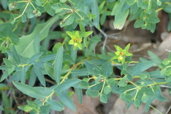 Euphorbia glabriflora