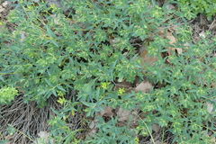 Euphorbia glabriflora