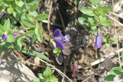 Polygala supina supina