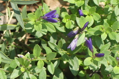 Polygala supina supina