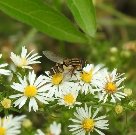 Unknown species found near Tulsa County, US-OK, US