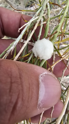 Unknown species found near Mesa County, US-CO, US