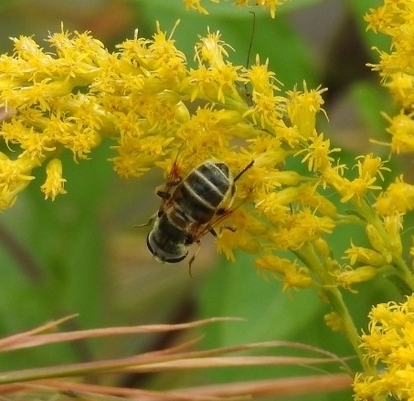 Unknown species found near Maple Ridge, Tulsa, OK, USA