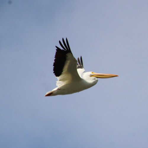 iNaturalist observation photo of American White Pelican