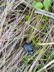 Scaphinotus striatopunctatus