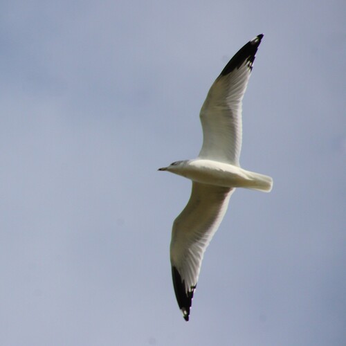 iNaturalist observation photo of Ring-billed Gull