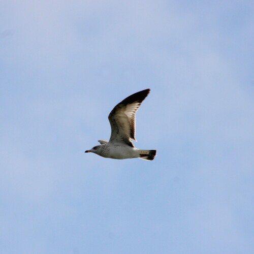 iNaturalist observation photo of Ring-billed Gull