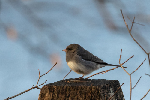 Dark-eyed Junco photographed in Georgia