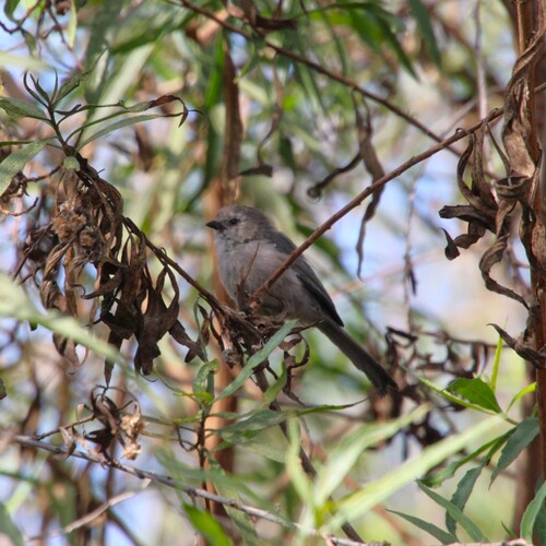 iNaturalist observation photo of Bushtit