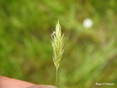 Anthoxanthum aristatum