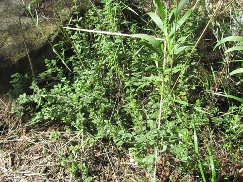 Clinopodium nepeta