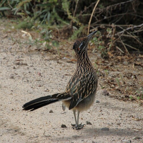 iNaturalist observation photo of Greater Roadrunner
