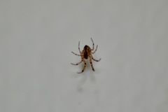 Zygiellinae