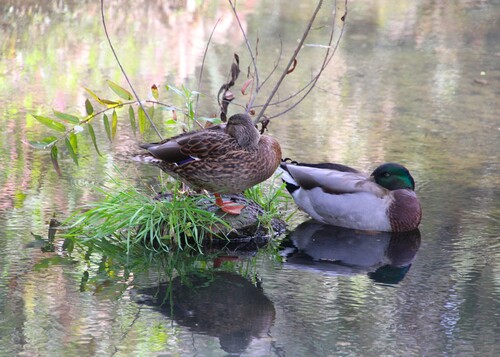 iNaturalist observation photo of Mallard