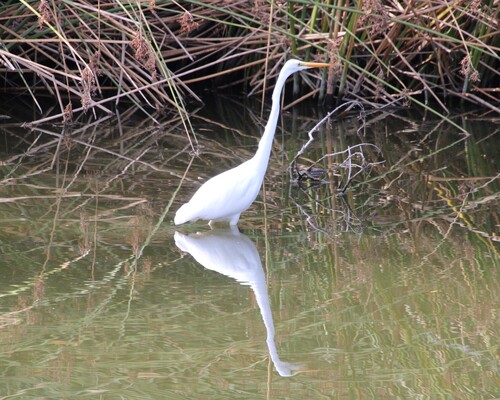 iNaturalist observation photo of Great Egret